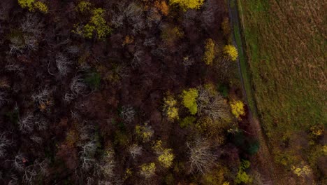 Topdown-View-Of-Colorful-Forest-During-Autumn-In-Countryside-Mountains-In-Mid-Norway