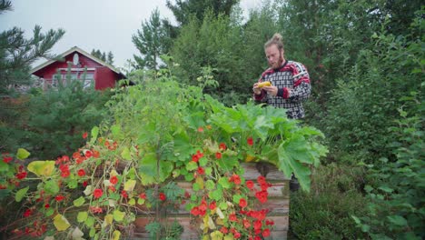 Man-Harvesting-Yellow-Straightneck-Summer-Squash-With-Nasturtium-Flowers
