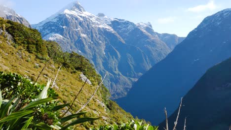 Schwenk-über-Die-Berge,-Die-Eine-Spektakuläre-Reichweite-Mit-Schneebedeckten-Gipfeln-Und-Wehenden-Pflanzen-Im-Sonnenlicht-Zeigen---Wandern-Auf-Dem-Milford-Track,-Neuseeland