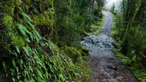 Wide-shot-of-pebbly-path-surrounded-by-green-plants-and-fern-in-jungle-of-New-Zealand