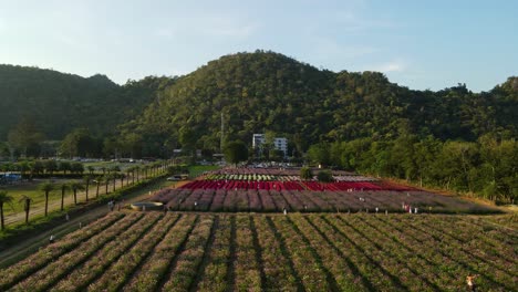 Aerial-footage-sliding-towards-the-left-revealing-the-Hokkaido-Flower-Park-with-people-walking-around-taking-photographs-Khao-Yai,-Pak-Chong,-Thailand