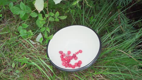 Fresh-Picked-Red-Raspberry-Placing-In-A-White-Bowl