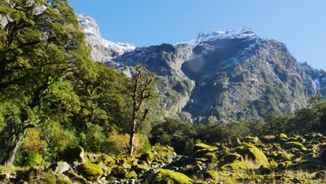 Panorama-shot-of-idyllic-landscape-with-green-plants-and-snowy-mountains-in-background-during-blue-sky-and-sunlight-in-New-Zealand