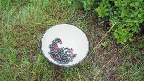 Freshly-Harvest-Blueberries-Placing-On-White-Big-Bowl-In-Mid-Norway