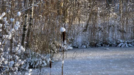 Typha-Reeds-Sticking-Out-Of-Frozen-Pond-In-Snowy-Birch-Tree-Forest