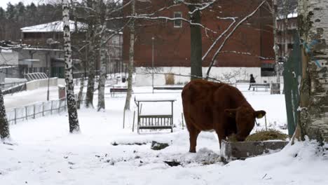 Lonely-cow-eating-straw-on-snow-covered-scenery,-Urban-farm,-Sweden