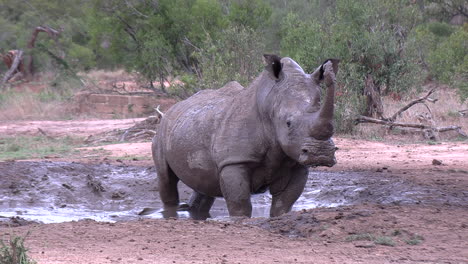 Un-Rinoceronte-Se-Revuelca-Y-Chapotea-En-Un-Charco-De-Barro-Poco-Profundo