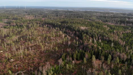 Timber-Forestry-Exploitation-And-Wind-Turbines-In-Background,-Aerial