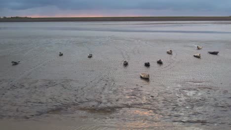 Grey-seals-rest-on-tidal-flats-at-Wadden-Sea,-Netherlands