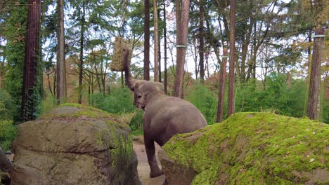 Slow-Motion-Of-An-Asian-Elephant-Reaching-Hay-Bale-Hang-In-A-Tree-At-Burgers'-Zoo-In-Netherlands