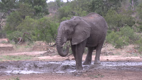 Lone-elephant-wallows-with-trunk-in-mud-in-African-bushland