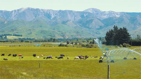 Agriculture,-Cattle-And-Irrigation-Sprinklers-On-Farmland,-Traffic-Can-Be-Seen-In-The-Background,-Wide-Shot
