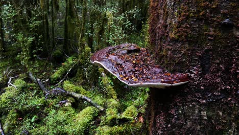 Nahaufnahme-Von-Wachsenden-Pilzen-Auf-Nassem-Holzbaum-Im-Tiefen-Regenwald