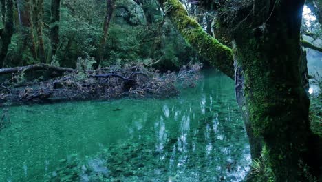 Tranquil-transparent-river-with-green-color-surrounded-by-rainforest-of-New-Zealand-in-Dawn---Peaceful-wilderness-in-the-morning