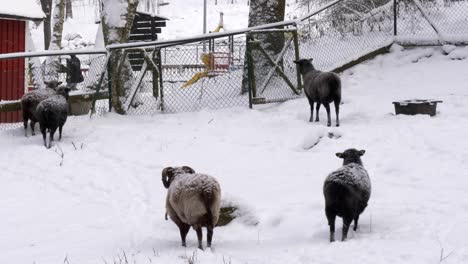 Flock-of-sheep-is-looking-for-hay-under-the-snow-at-Snowy-farmland,-Static