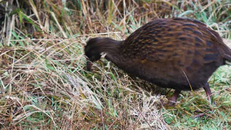 Close-up-of-Wild-aggressive-Weka-bird-catching-prey-in-grass-during-sunny-day