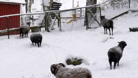 Farmland-scene,-Sheep-herding-on-the-snow-covered-farm,-Winter-season,-Sweden