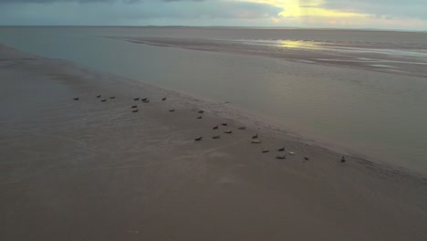 A-flock-of-seals-is-nesting-on-sand-not-far-from-the-shore-of-Texel-Island,-Netherlands