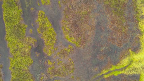 Top-down-view-drone-of-texel-wadden-island-natural-reserve,-drone-fly-above-the-green-natural-landscape-in-netherlands