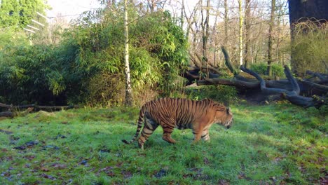 Lone-Striped-Tiger-Walking-Along-Grass-At-Zoo