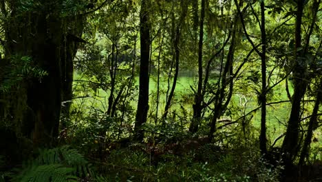 Grün-Gefärbter-Fluss-Hinter-Dichten-Waldbäumen-Und-Farnpflanzen-An-Strahlend-Sonnigen-Tagen-Auf-Dem-Milford-Track-Path