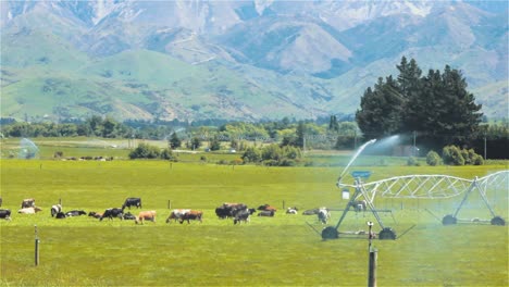 Cattle-And-Irrigation-Sprinklers-On-Farmland,-Agriculture,-Cars-Are-Driving-On-Road---Steady-Shot