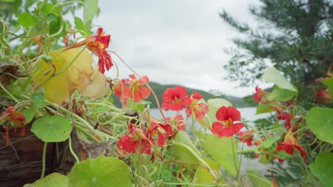 Hermosas-Flores-De-Capuchina-Junto-A-La-Orilla-Del-Lago-En-Noruega