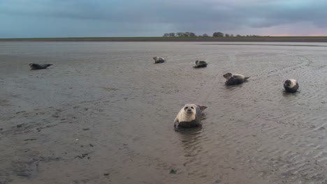 Aerial-View-Of-Grey-Seals-Being-Inquisitive-At-Drone-Flying-Near-Them-At-Texel-Wadden-Island