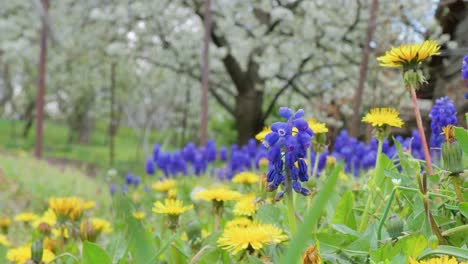 grape-hyacinths-muscari-growing-in-garden-in-spring