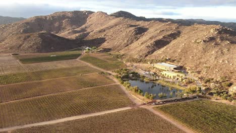 Vista-Aérea-De-Un-Viñedo-Con-Lago-En-Valle-De-Guadalupe,-Baja-California
