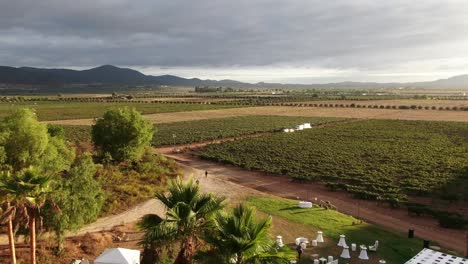 Aerial-view-of-a-wedding-near-a-vineyard
