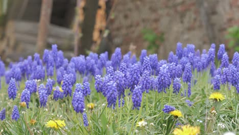 Flores-De-Jacinto-De-Uva-Azul-Florecen-En-Primavera