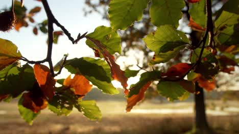 Malerischer-Sonnendurchbruch,-Der-Durch-Grüne-Und-Orange-Blätter-Und-Zweige-Im-Hintergrund-Im-Freien-Scheint