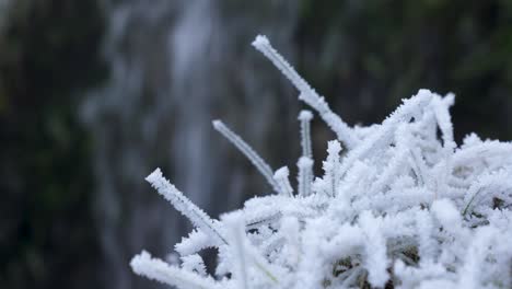 Close-up-frozen-vegetation-with-Waterfall-as-background,-winter-season