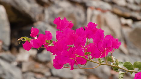 Leuchtend-Rosa-Blüten-In-Voller-Blüte-Auf-Der-Insel-Madeira,-Portugal