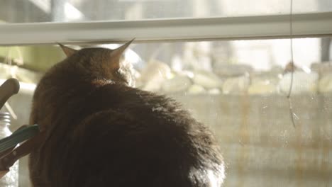 Die-Bezaubernde-Katze,-Die-Am-Fenster-Im-Haus-Ruht,-Sieht-Eine-Andere-Katze-An,-Die-Draußen-Vorbeigeht