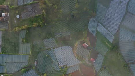 Arable-flooded-land-with-semiaquatic-rice-fields-in-Bali-with-mist,-aerial
