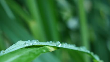 Macro-shot-of-water-raindrops-droplets-on-the-green-grass-blades,-still-nature-background-with-selective-focus