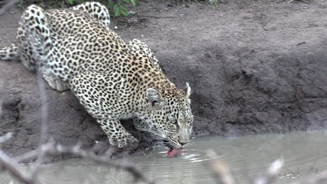 Close-view-of-leopard-drinking-from-waterhole,-branches-in-foreground