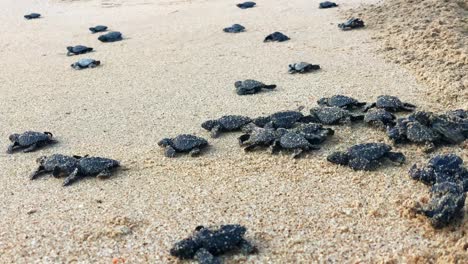 Vom-Aussterben-Bedrohte-Baby-Lederschildkröten-Graben-Sich-Durch-Den-Sand