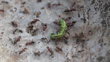 Aggressive-Ameisen,-Die-Sich-Von-Einer-Raupe-Ernähren,-Während-Sie-Sie-Wegtragen