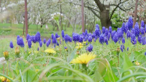 Grape-hyacinths-in-the-garden-at-springtime