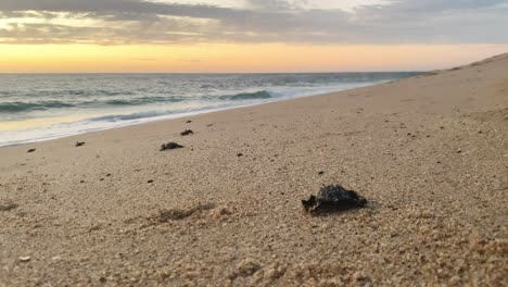 Sonnenuntergang-Auf-Baby-Lederschildkröten-In-Todos-Santos-In-Mexiko