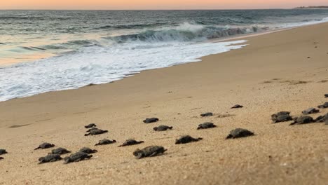 Baby-leatherback-turtle-release,-Todos-Santos,-Mexico