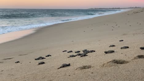 Baby-Lederschildkröten-Kriechen-Bergab-Zum-Ozean