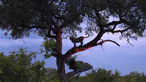 Wide-view-of-silhouette-of-leopard-standing-on-branch-in-tree-at-dusk