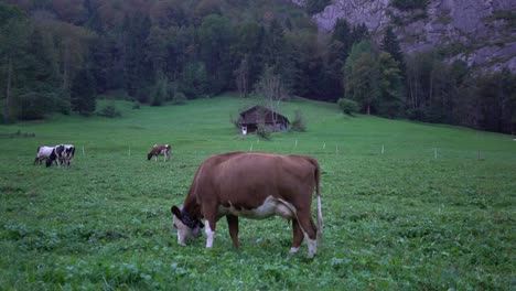 Cows-free-grazing-in-a-scenic-forest-valley,-rural-and-domesticated-ruminant-livestock,-organic-cattle-animals-in-green-background