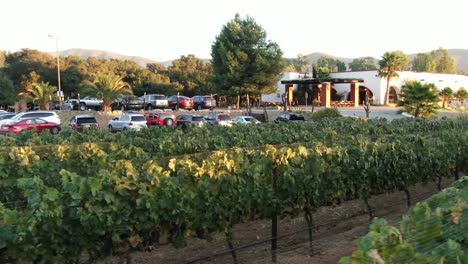 Lateral-view-of-a-vineyard-near-a-parking-lot