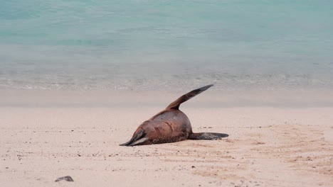 Gefährdeter-Galapagos-Seelöwe,-Der-Im-Strandsand-Auf-Der-Insel-San-Cristobal,-Ecuador,-Rollt