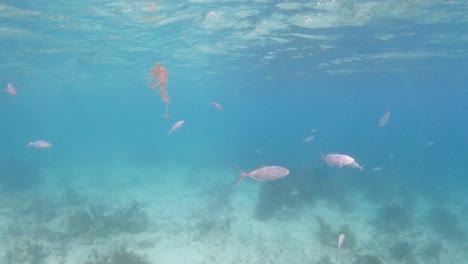 Ein-Schnorchler-Schwimmt-Auf-Den-Britischen-Jungferninseln-An-Ungestörten-Korallen-Vorbei